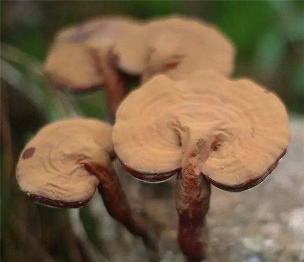 区别灵芝保健品与灵芝药品