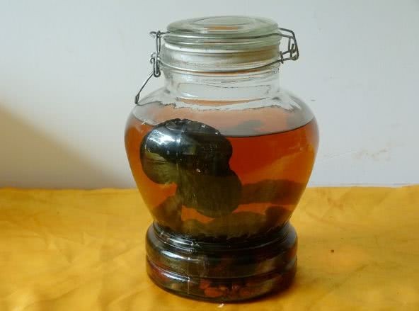 灵芝泡酒 延年益寿补气健脑