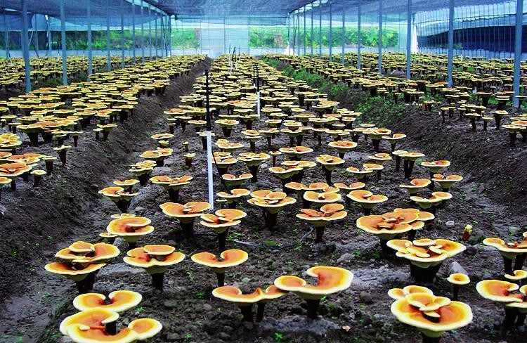 白娘子救回许仙 灵芝有神奇功效