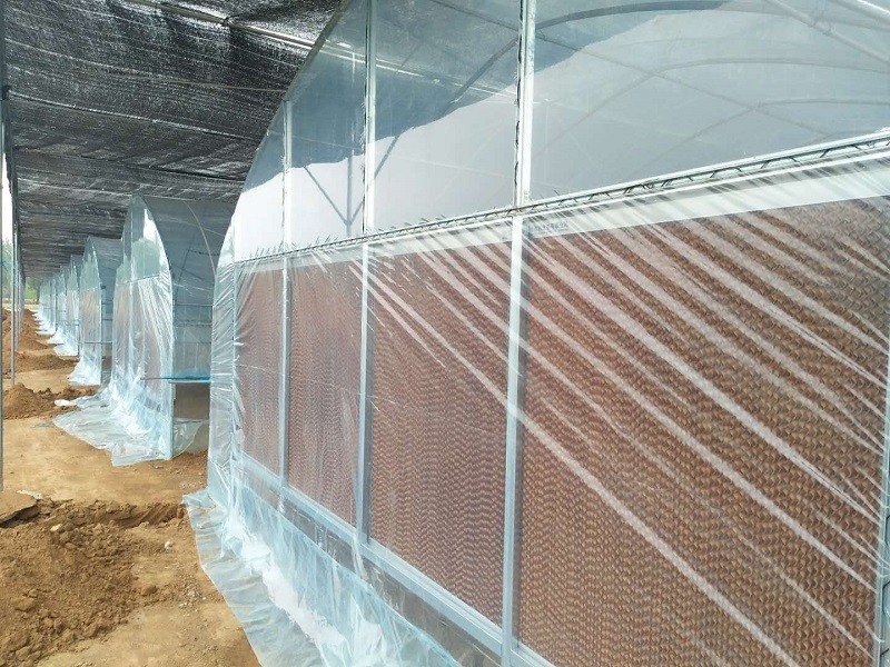 新型灵芝大棚