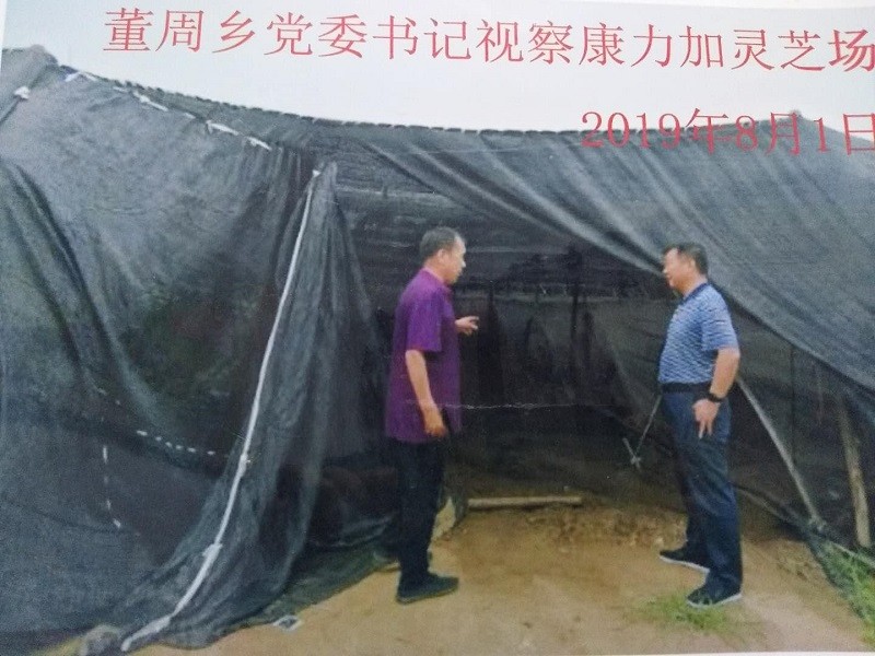 鲁山县董周乡党委书记视察康力加灵芝种植场