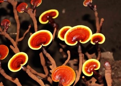 灵芝的神奇作用 保肝解毒抗肿瘤