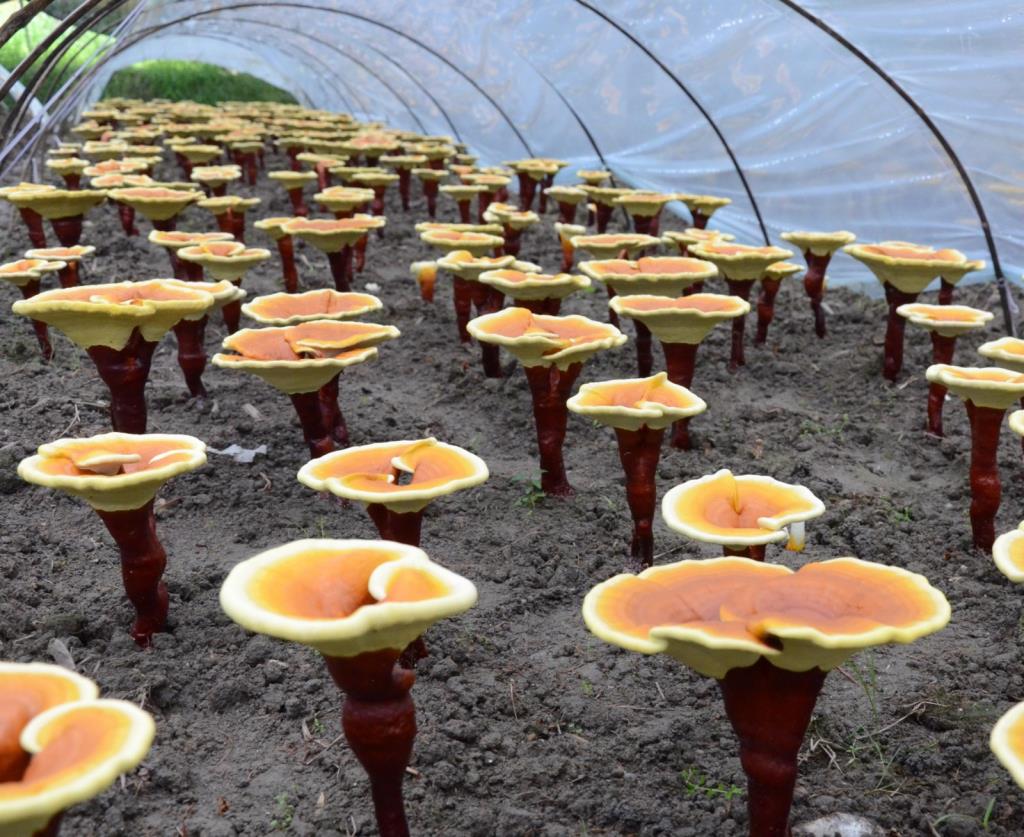 灵芝的功效与作用 女性月经期能吃灵芝吗