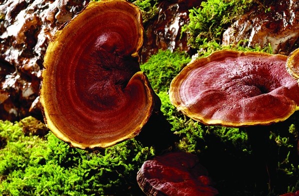 灵芝的功效与作用