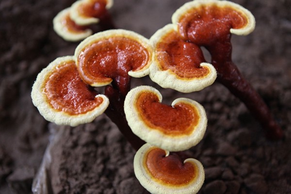 灵芝的功效与作用 最佳的灵芝的吃法