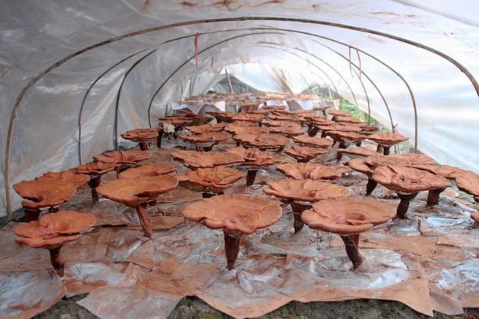 灵芝的5种营养吃法让身体更健康