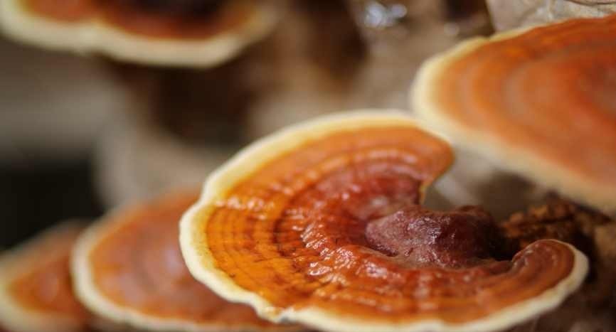 怀孕人群可以吃灵芝吗