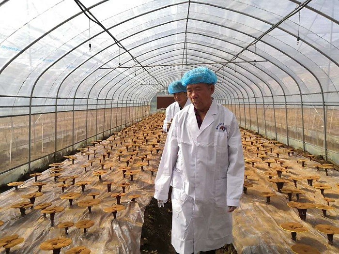 灵芝定株铺无纺布