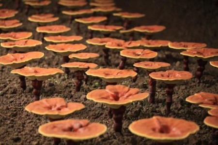 灵芝的功效与作用及食用方法