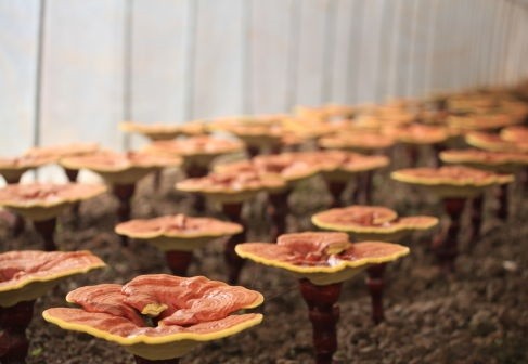 灵芝的 8种吃法