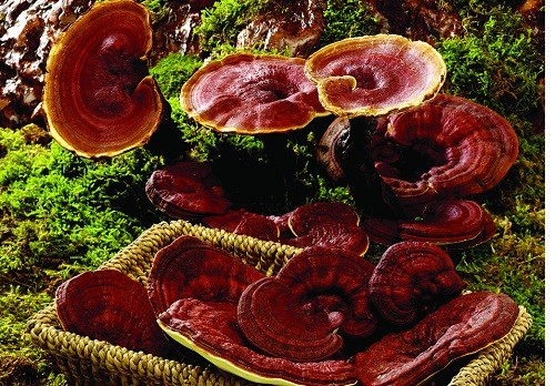 灵芝的食用方法