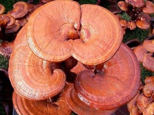 灵芝不能和什么同吃