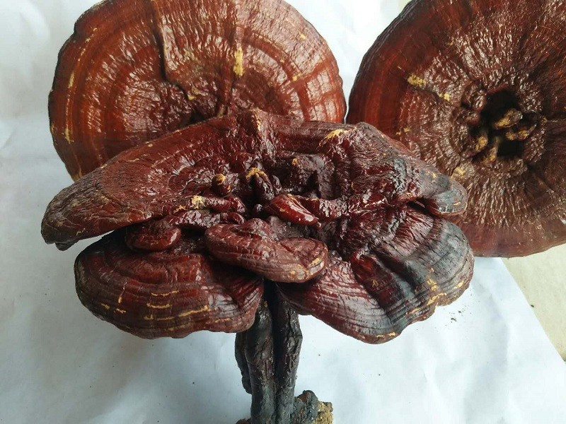 为什么吃灵芝的人越来越多？