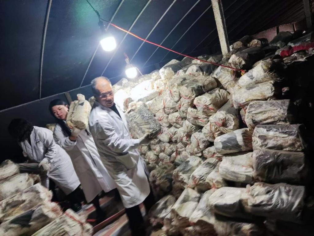 2023年灵芝种植料翻垛，防止椴木灵芝料发热烧坏菌丝