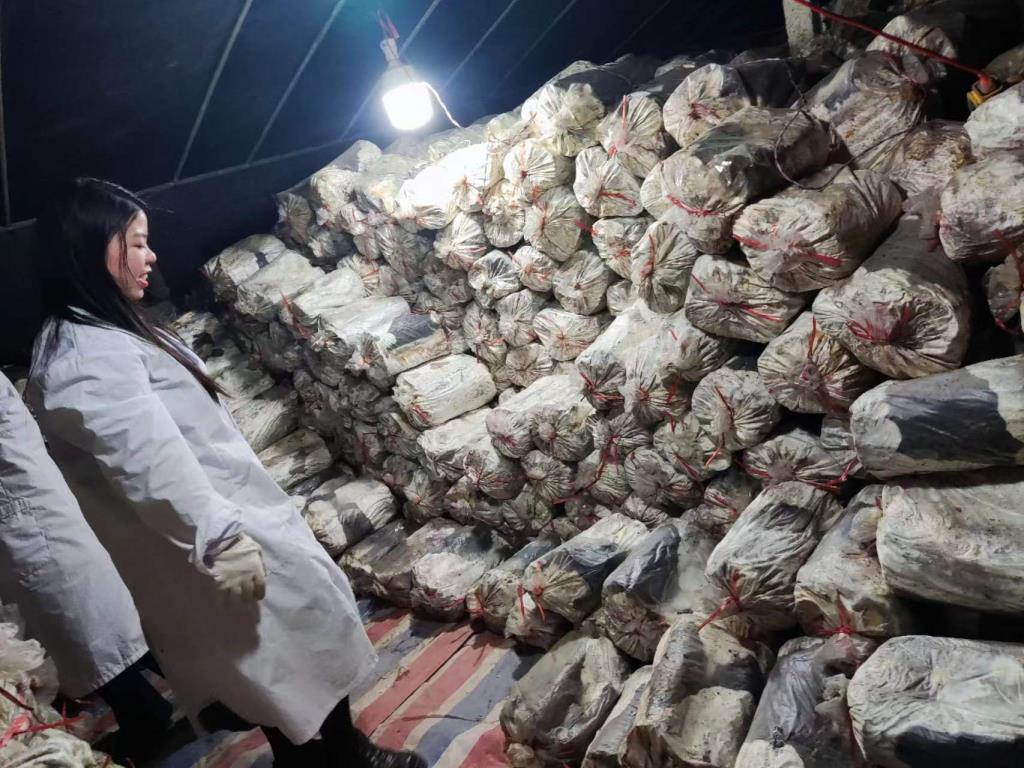 鲁山县康力加灵芝种植基地2023年灵芝种植料翻垛02