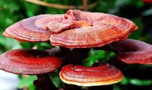 女人喝灵芝水的好处