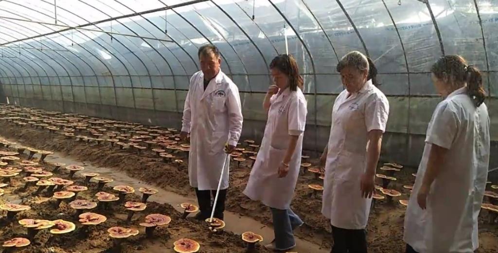 2024年灵芝椴木入棚，灵芝幼苗长势良好