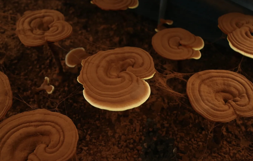 灵芝孢子粉的功效与作用及禁忌