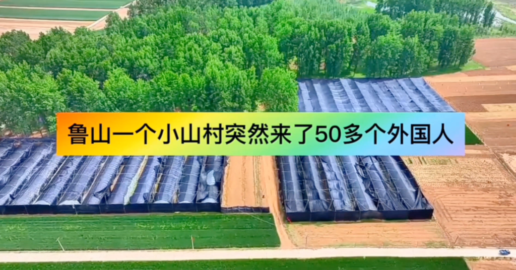 国际友人参观考察河南康力加灵芝种植基地